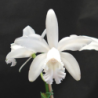 Cattleya intermedia alba