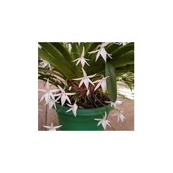 Jumellea arachnantha