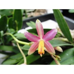 Laelia(longipes x milleri) x rupestris