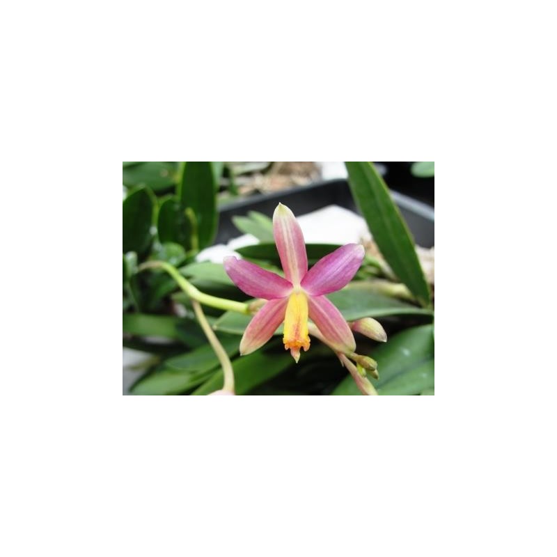 Laelia(longipes x milleri) x rupestris