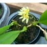 Bulbophyllum campanulatum