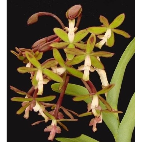 Epidendrum ammophylum