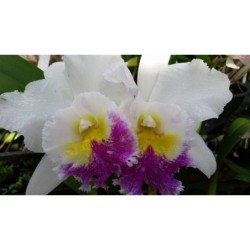 Bc. Pastoral semi-alba ‘ Aniel Carnier’