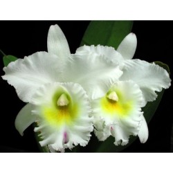 Bc. Pastoral ‘ Innocense’