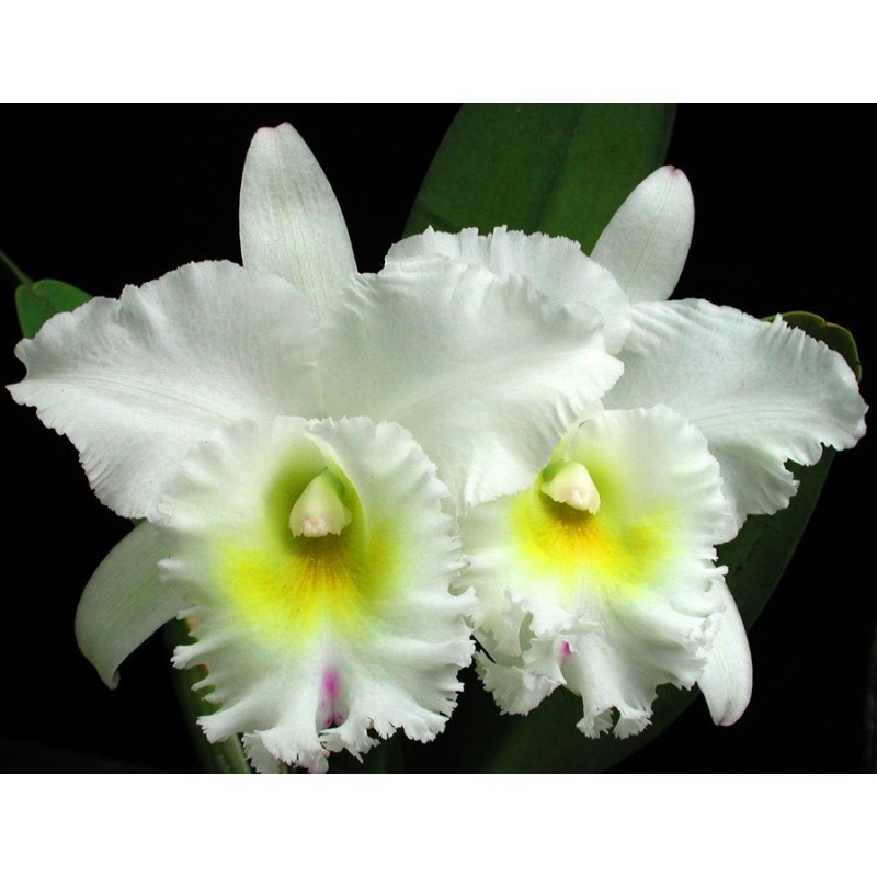 Bc. Pastoral ‘ Innocense’