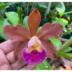 Blc. Waikiki Gold x Cattleya tigrina