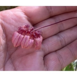 Bulbophyllum sikimense