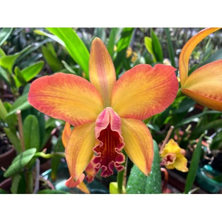 Pot.Haw Yuan Moon x Eve Marie Barnett