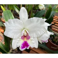 Laelia anceps semi-alba x Cattleya Jaguariúna