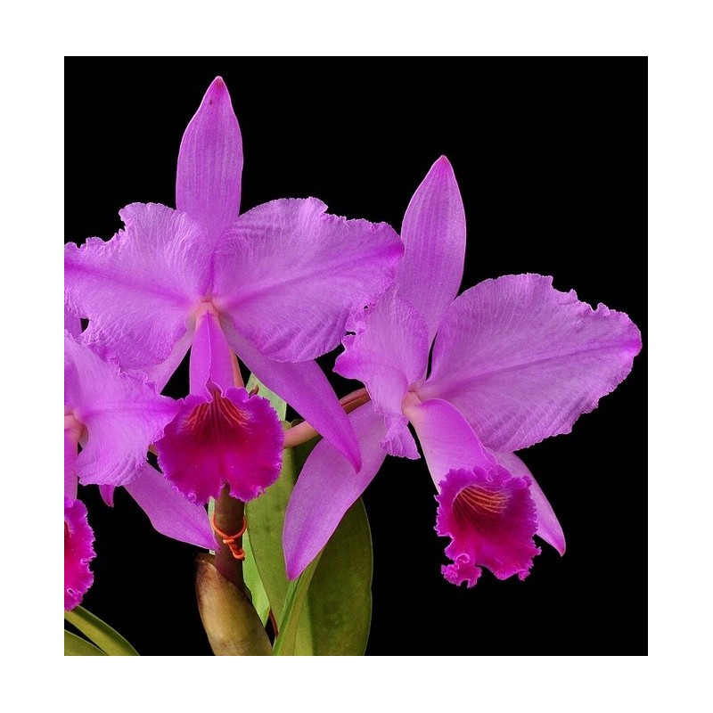 Cattleya trianae rubra