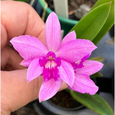 Sl.Orpetii x Laelia rupestris