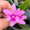 Sl.Orpetii x Laelia rupestris