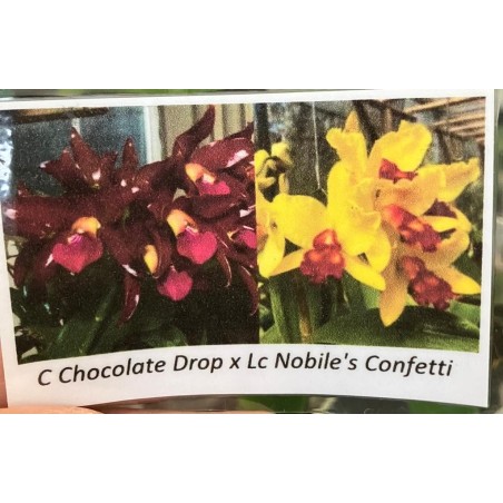 (Cattleya Chocolate Drop x Lc. Nobile´s Confeti)