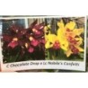 (Cattleya Chocolate Drop x Lc. Nobile´s Confeti)