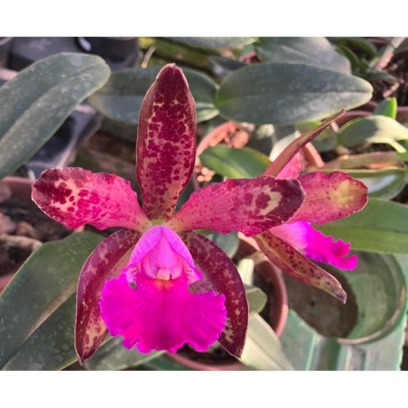 (Cattleya Whitei x schilleriana) x Cattleya aclandiae