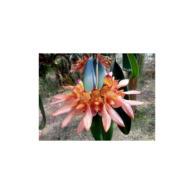 Bulbophyllum bicolor