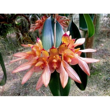 Bulbophyllum bicolor