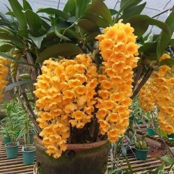 Dendrobium densiflorum