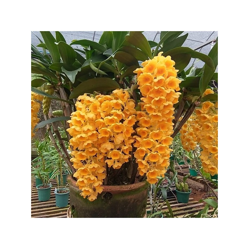 Dendrobium densiflorum