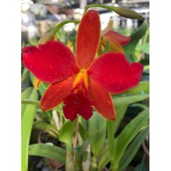 Slc. Orquidacea ‘ Primeiro Amor’