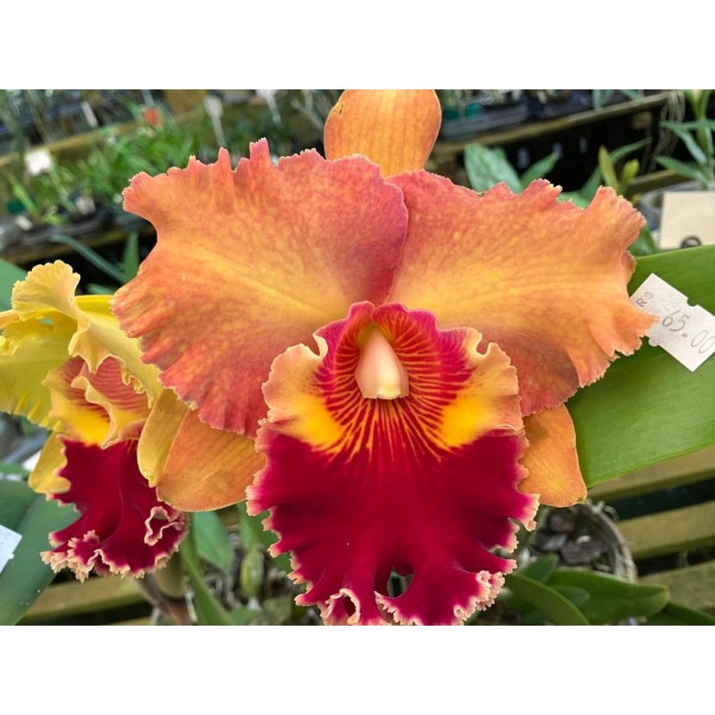 Blc. Mirian Suzuki ‘ Orange Crush’