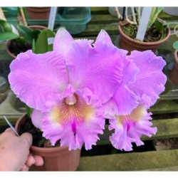 Bc.Turandot’ Guaxupé’