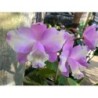 Cattleya loddigesii trilabelo