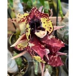 Catasetum Kidney Bean ‘Jamies Golden Eyes’