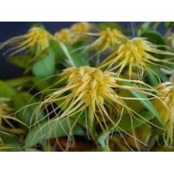 Bulbophyllum vaginatum