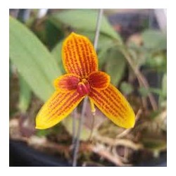 Bulbophyllum pardolatum