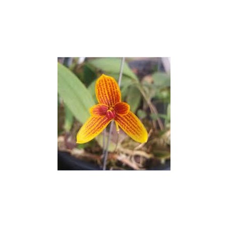 Bulbophyllum pardolatum