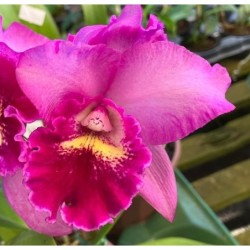 Blc. Hsinying ‘ Pink Doll’