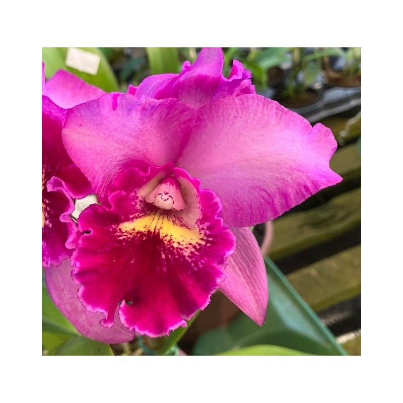 Blc. Hsinying ‘ Pink Doll’