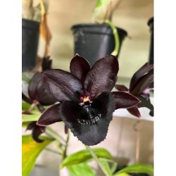FDK. Kelly Longley ‘ Black’