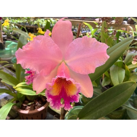 Blc. George King ‘ Serendipty