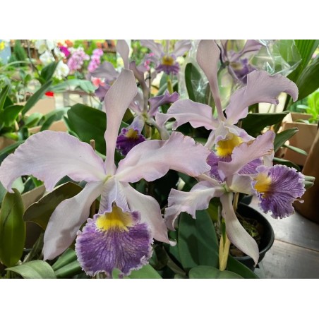 Cattleya Whitei coerulea