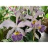 Cattleya Whitei coerulea