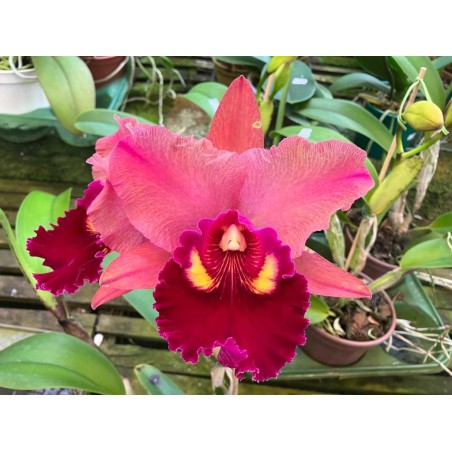 Blc.Mirian Suziki ‘ Pink Pearl’