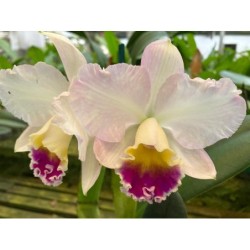 Cattleya loddigesii x Lc. Tropical Sunset