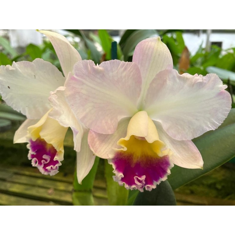 Cattleya loddigesii x Lc. Tropical Sunset