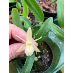 Coelogyne lindleyana alba
