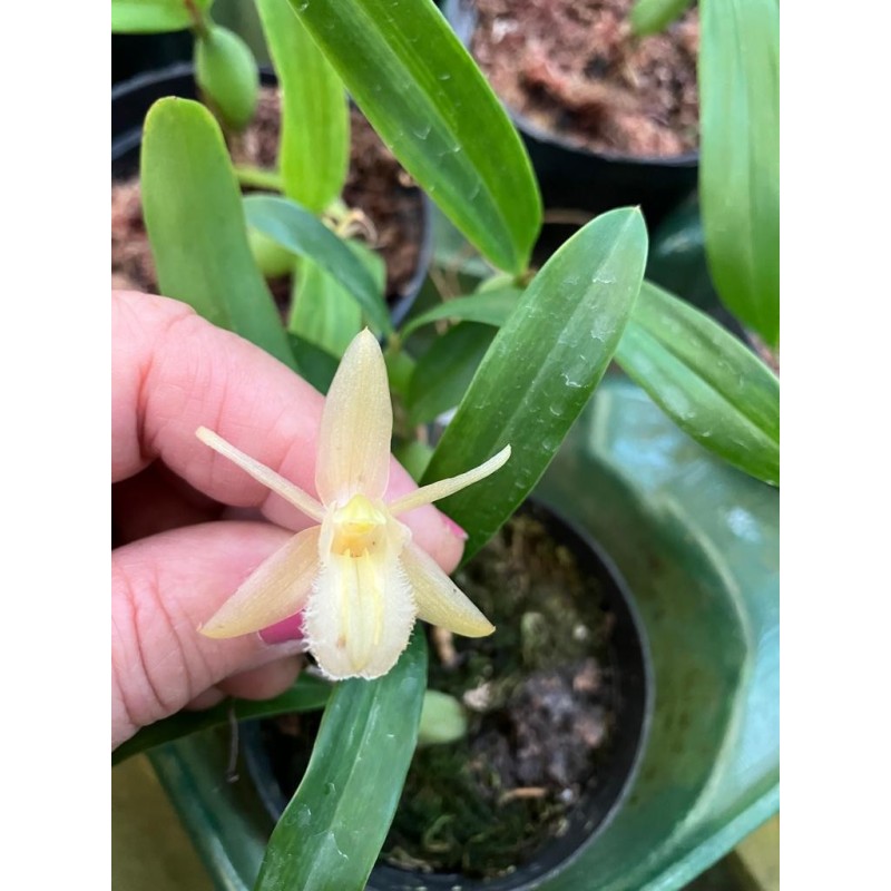 Coelogyne lindleyana alba