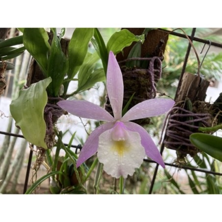 Brassavola tuberculata x Cattleya harrisoniae
