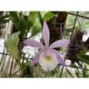 Brassavola tuberculata x Cattleya harrisoniae