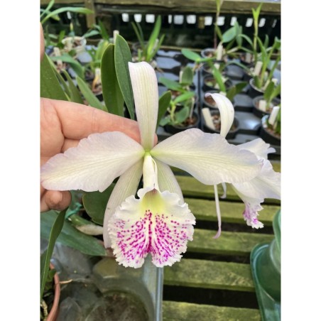 Brassavola nodosa x Lc. Lina Cavalieri