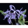Cattleya maxima coerulea x self