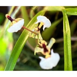 Sigmatostalix radicans