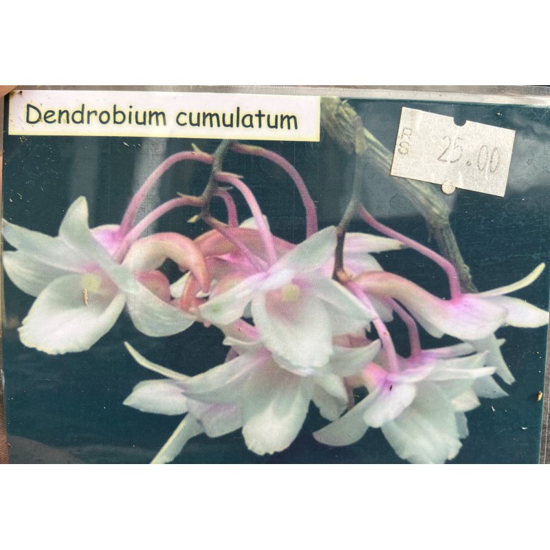 Dendrobium cumulatum
