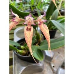Bulbophyllum sanguineopunctatum