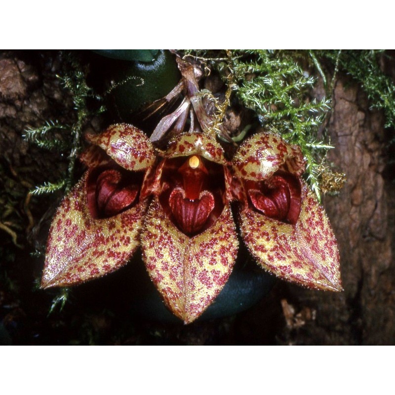 Bulbophyllum frostii
